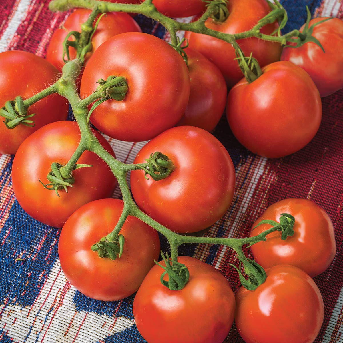 Amazon.com : Burpee 'Fourth of July' Hybrid | Red Slicing Tomato